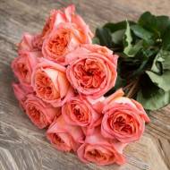 Роза чайно-гибридная Рене Госсини